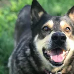 Pies do adopcji, Jelenia Góra, 10 lipca 2020
