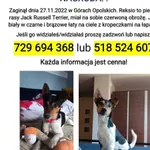 Zaginął pies, Opole Lubelskie, 28 listopada 2022