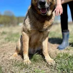 Pies do adopcji, Jelenia Góra, 29 sierpnia 2019