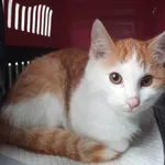 Kot do adopcji, Racławice, 29 listopada 2022