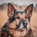 Pies do adopcji, Jelenia Góra, 2 lutego 2020