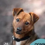 Pies do adopcji, Gdynia, 2 grudnia 2022