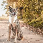 Pies do adopcji, Henrykowo, 23 września 2022