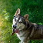 Pies do adopcji, Częstochowa, 15 kwietnia 2021