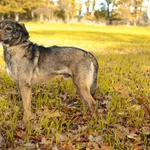Pies do adopcji, Henrykowo, 2 lutego 2022
