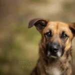 Pies do adopcji, Częstochowa, 16 stycznia 2021