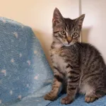 Kot do adopcji, Henrykowo, 6 października 2022
