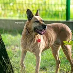 Pies do adopcji, Częstochowa, 13 czerwca 2021