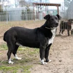 Pies do adopcji, Henrykowo, 2 lutego 2022