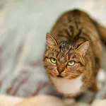 Kot do adopcji, Elbląg, 26 września 2022