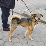 Znaleziono psa, Toruń, 26 listopada 2022