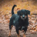 Pies do adopcji, Henrykowo, 27 stycznia 2022