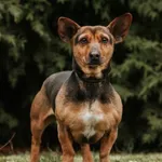 Pies do adopcji, Henrykowo, 6 lutego 2022