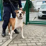 Znaleziono psa, Bydgoszcz, 27 listopada 2022
