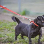 Pies do adopcji, Henrykowo, 18 marca 2022