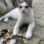 Kot do adopcji, Częstochowa, 11 lipca 2021