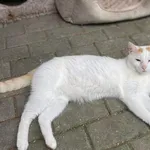 Kot do adopcji, Częstochowa, 28 maja 2022