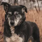 Pies do adopcji, Henrykowo, 27 stycznia 2022