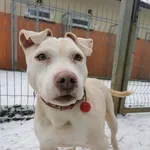 Pies do adopcji, Częstochowa, 25 lipca 2020