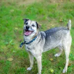 Pies do adopcji, Częstochowa, 5 marca 2021