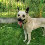 Pies do adopcji, Częstochowa, 20 sierpnia 2021