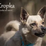 Pies do adopcji, Częstochowa, 20 sierpnia 2021