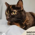 Kot do adopcji, Gdynia, 2 grudnia 2022