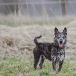 Pies do adopcji, Henrykowo, 14 grudnia 2021