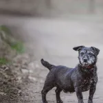 Pies do adopcji, Henrykowo, 23 lutego 2022