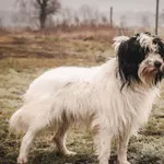 Pies do adopcji, Henrykowo, 28 stycznia 2022