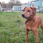 Znaleziono psa, Henrykowo, 7 listopada 2022