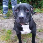 Znaleziono psa, Henrykowo, 7 listopada 2025