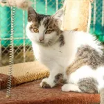 Kot do adopcji, Henrykowo, 29 sierpnia 2022