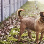 Pies do adopcji, Henrykowo, 3 lutego 2022
