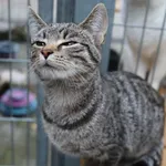 Kot do adopcji, Częstochowa, 21 lipca 2022