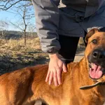 Pies do adopcji, Henrykowo, 2 grudnia 2025