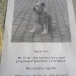 Zaginął pies, Dobrowoda, 3 grudnia 2022