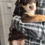 Pies do adopcji, Kielce, 5 grudnia 2022