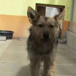 Znaleziono psa, Gdańsk, 13 kwietnia 2022
