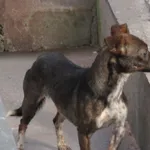 Znaleziono psa, Gdańsk, 8 kwietnia 2021