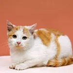 Kot do adopcji, Elbląg, 2 grudnia 2022