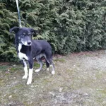 Znaleziono psa, Henrykowo, 15 grudnia 2021