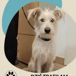 Znaleziono psa, Gdynia, 5 grudnia 2022