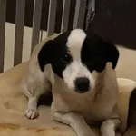 Pies do adopcji, Włocławek, 3 grudnia 2022