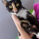 Kot do adopcji, Piła, 30 maja 2022