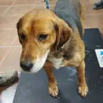 Pies do adopcji, Zielona Góra, 6 grudnia 2022