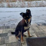 Znaleziono psa, Siepraw, 4 grudnia 2022
