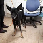 Znaleziono psa, Toruń, 4 grudnia 2022