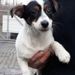 Pies do adopcji, Włocławek, 26 listopada 2022