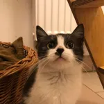 Kot do adopcji, Włocławek, 6 listopada 2022